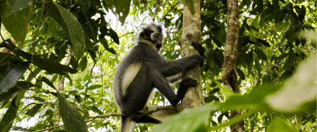 sumatra e-book page_banner image_bukit lawang