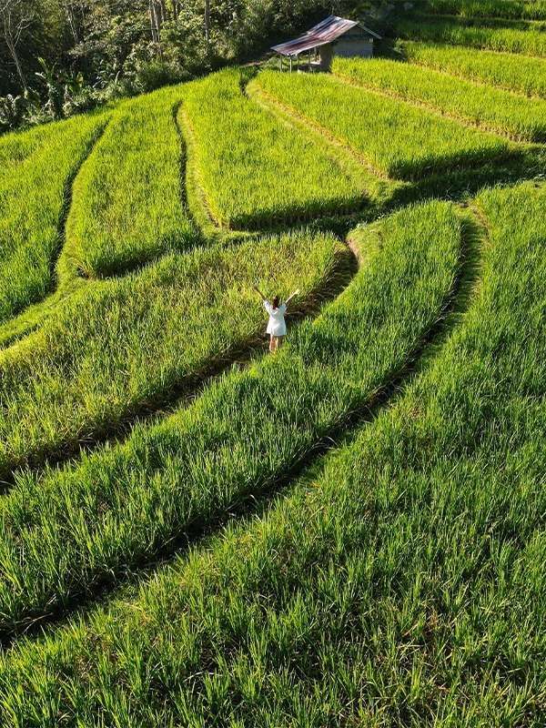 bali page_image overlay_jatiluwih