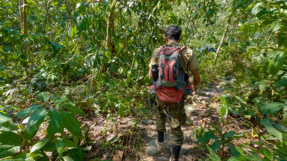 bukit lawang jungle trek_north sumatra