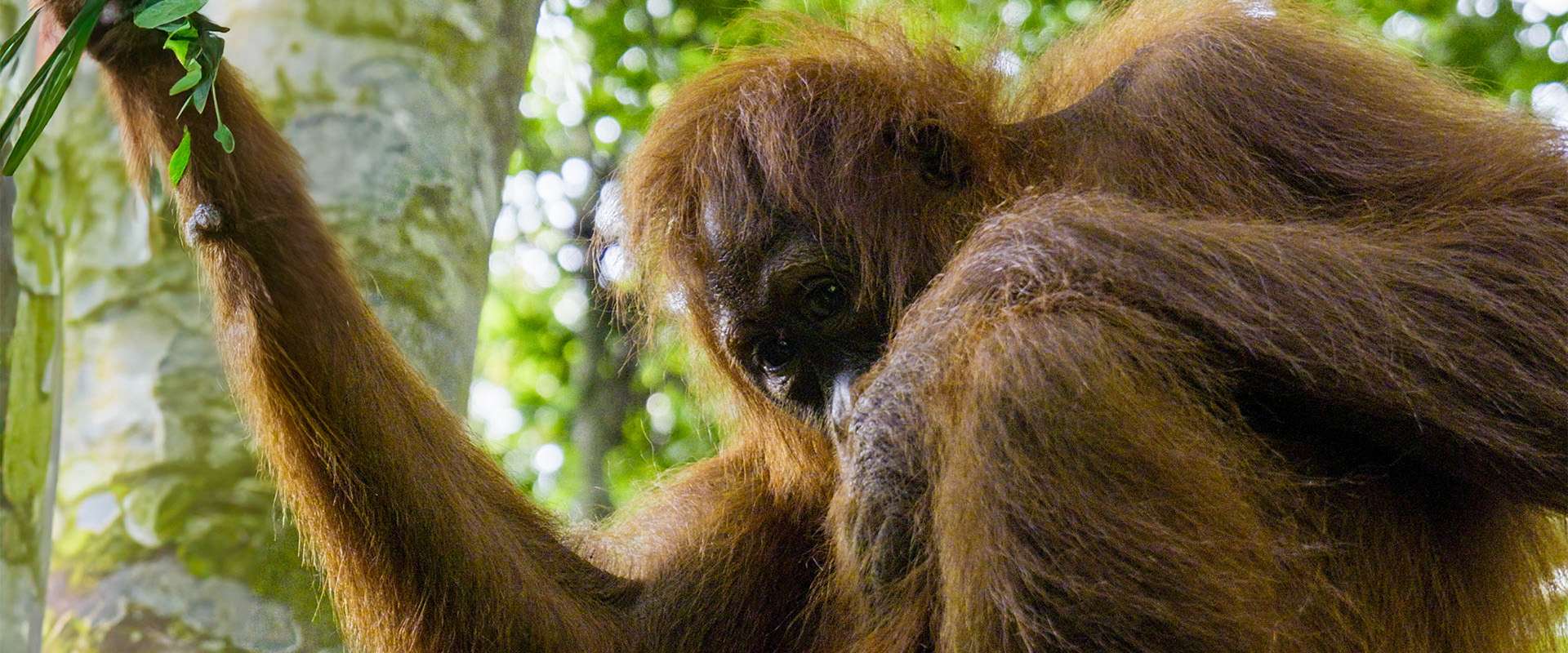 bukit lawang post banner_north sumatra