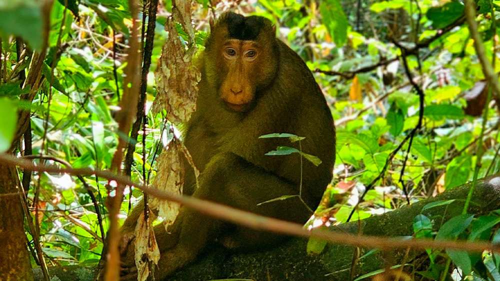 bukit lawang_jungle trek_monkeys