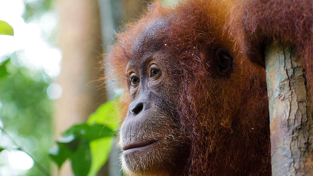 bukit lawang_jungle trek_orangutan watching