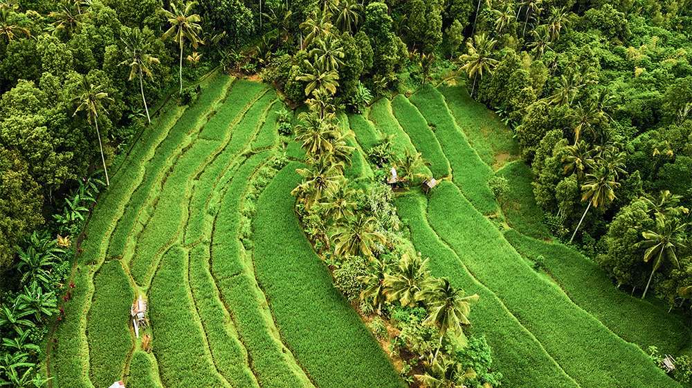 munduk rice fields north bali
