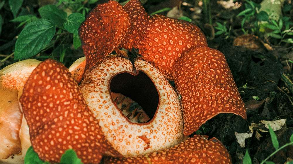 rafflesia flower bukittinggi sumatra