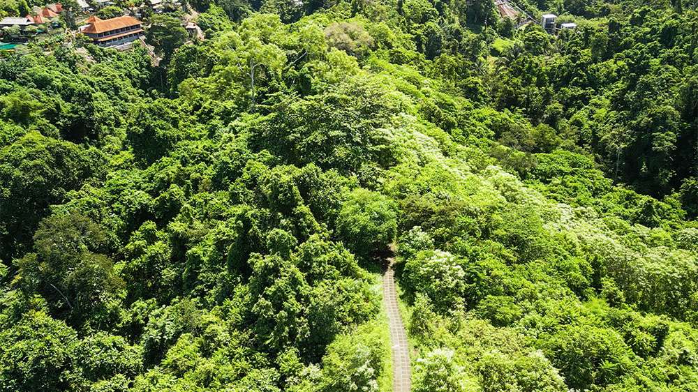 campuhan ridge walk ubud bali