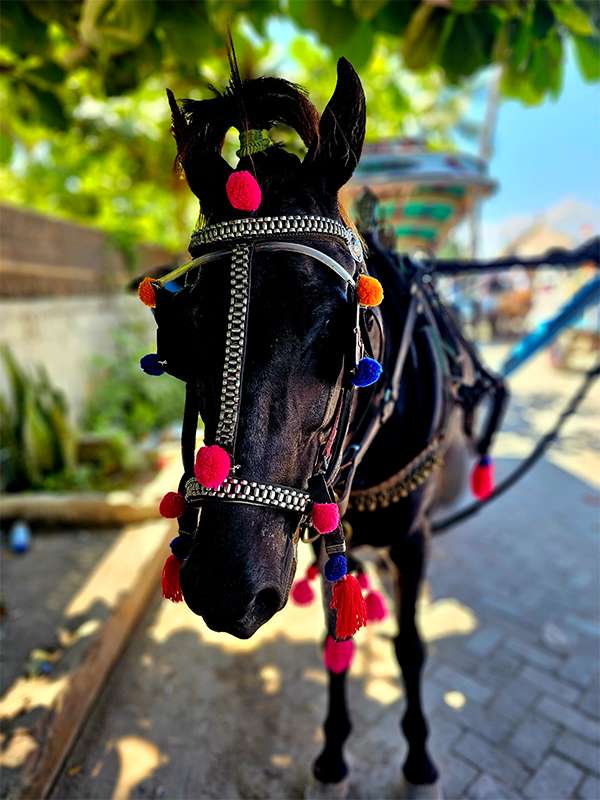 gili islands horses
