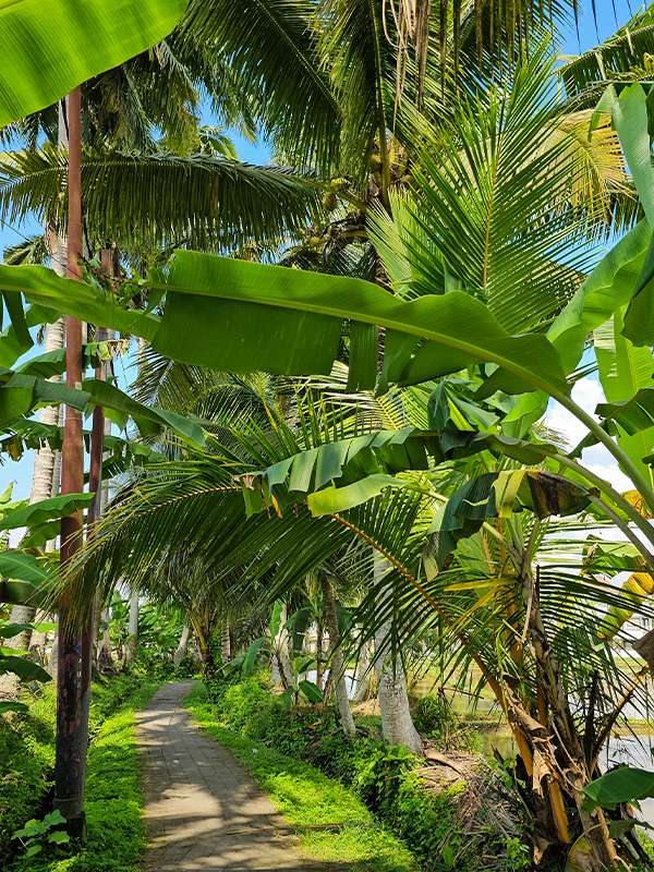 kajeng rice field ubud bali