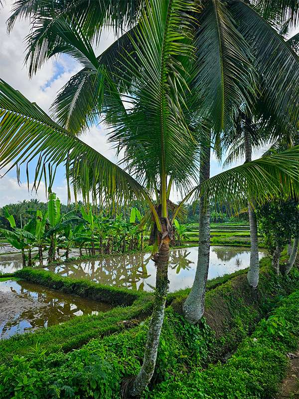 kajeng rice fields ubud bali 2