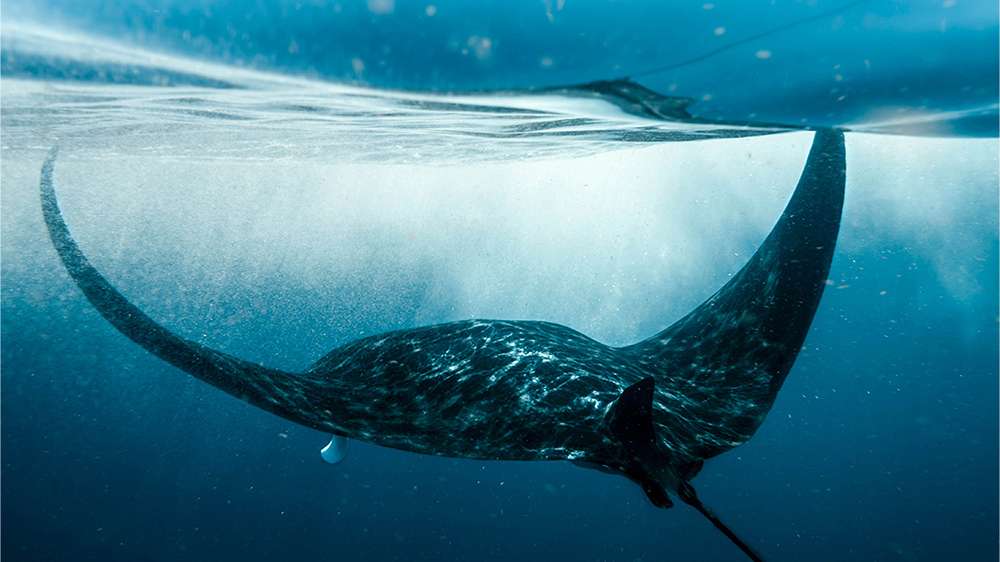 manta ray at the nusa islands bali