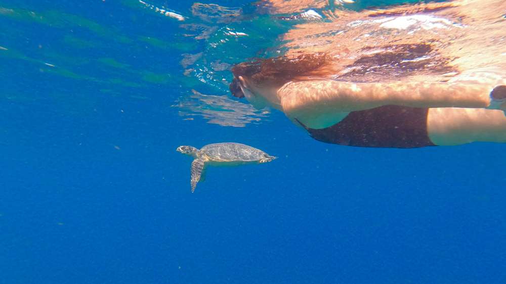 snorkel with turtles in gili trawangan2