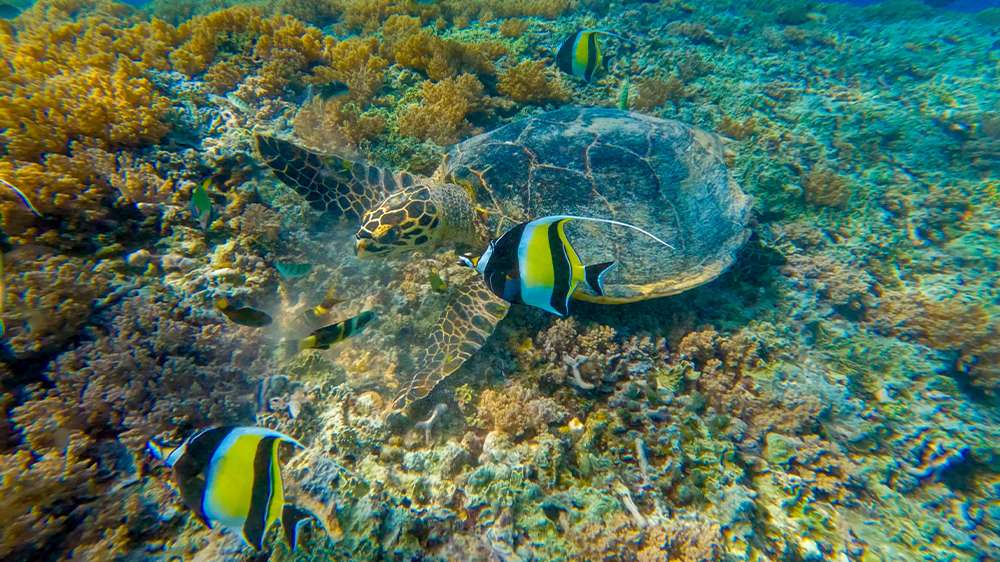 snorkeling with turtle in gili trawangan