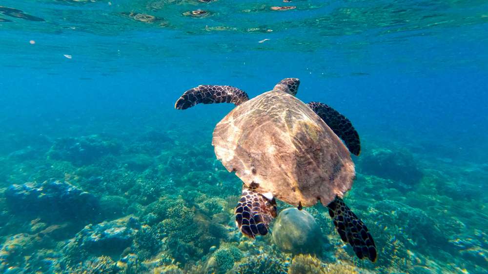 snorkeling with turtles in gili air2