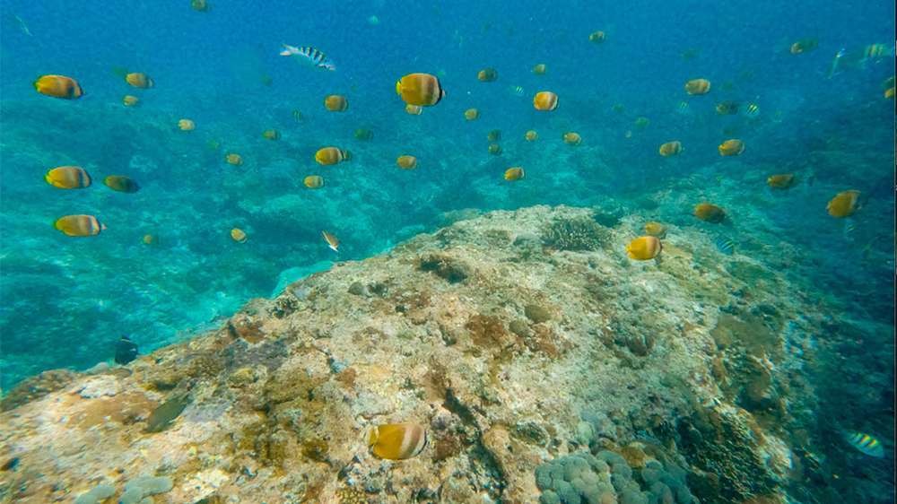 snorkelling Nusa Penida, bali