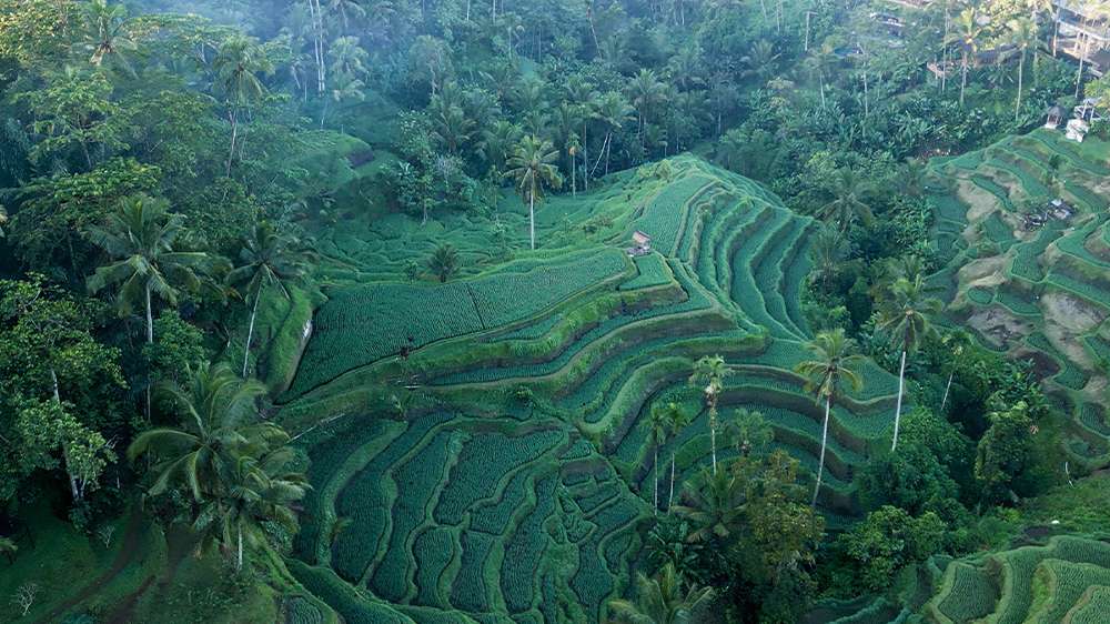 tegallalang rice terraces, ubud