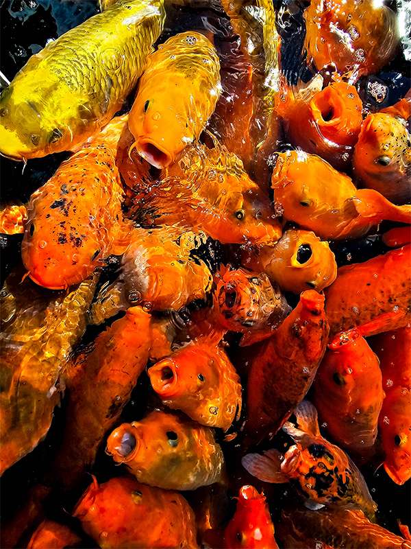 tirta empul koi fish ubud bali