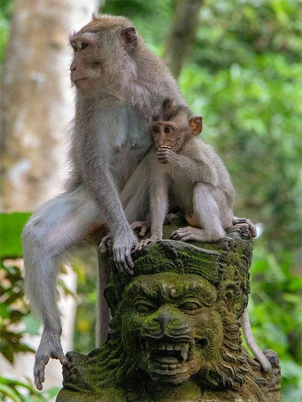 ubud monkey forest bali
