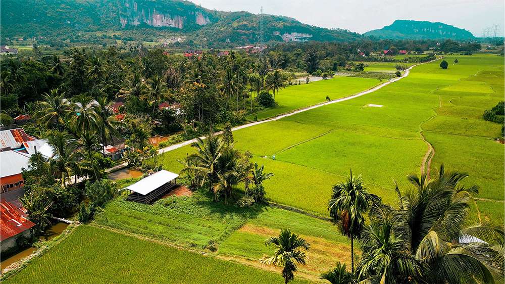 Harau Valley rice fields