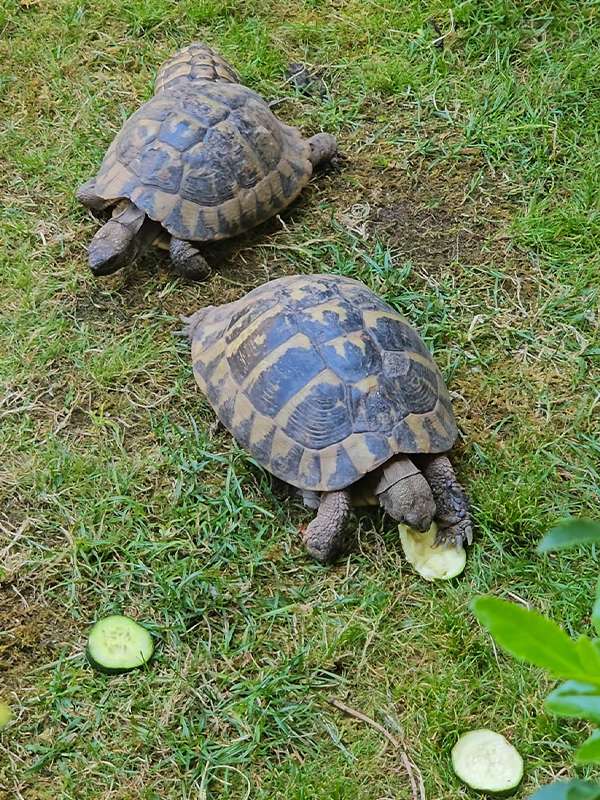 turtles at San Francisco monastery pula
