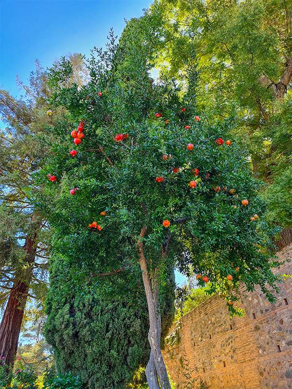 pomegranate tree at alhambra granada spain