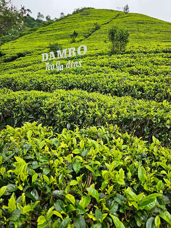 damro tea, nuwara eliya, sri lanka