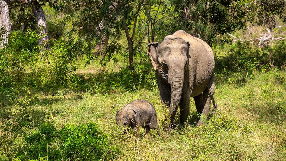 elephants in yala national park, sri lanka