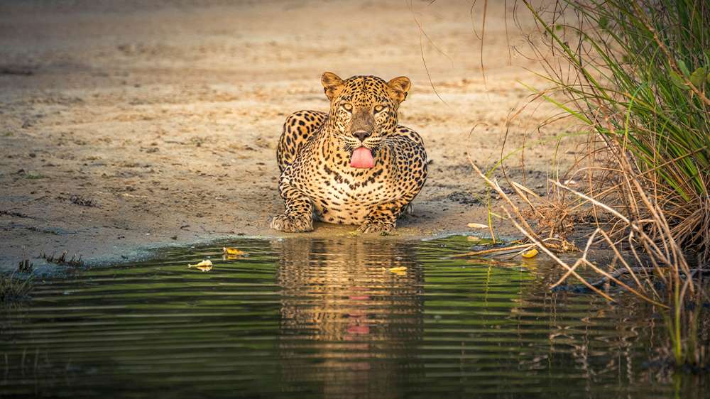 leopard in yala national park, sri lanka