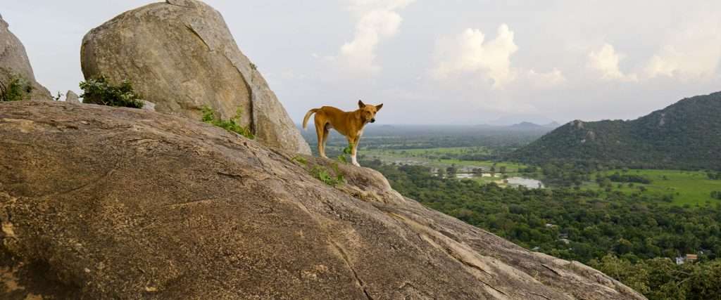 mihintale rock, anuradhapura, sri lanka