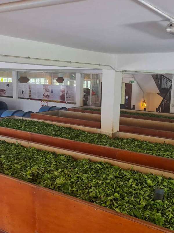 New Giragama Tea Factory near kandy, sri lanka