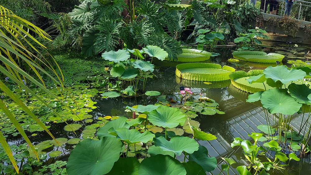 kew gardens the botanical garden in london, england